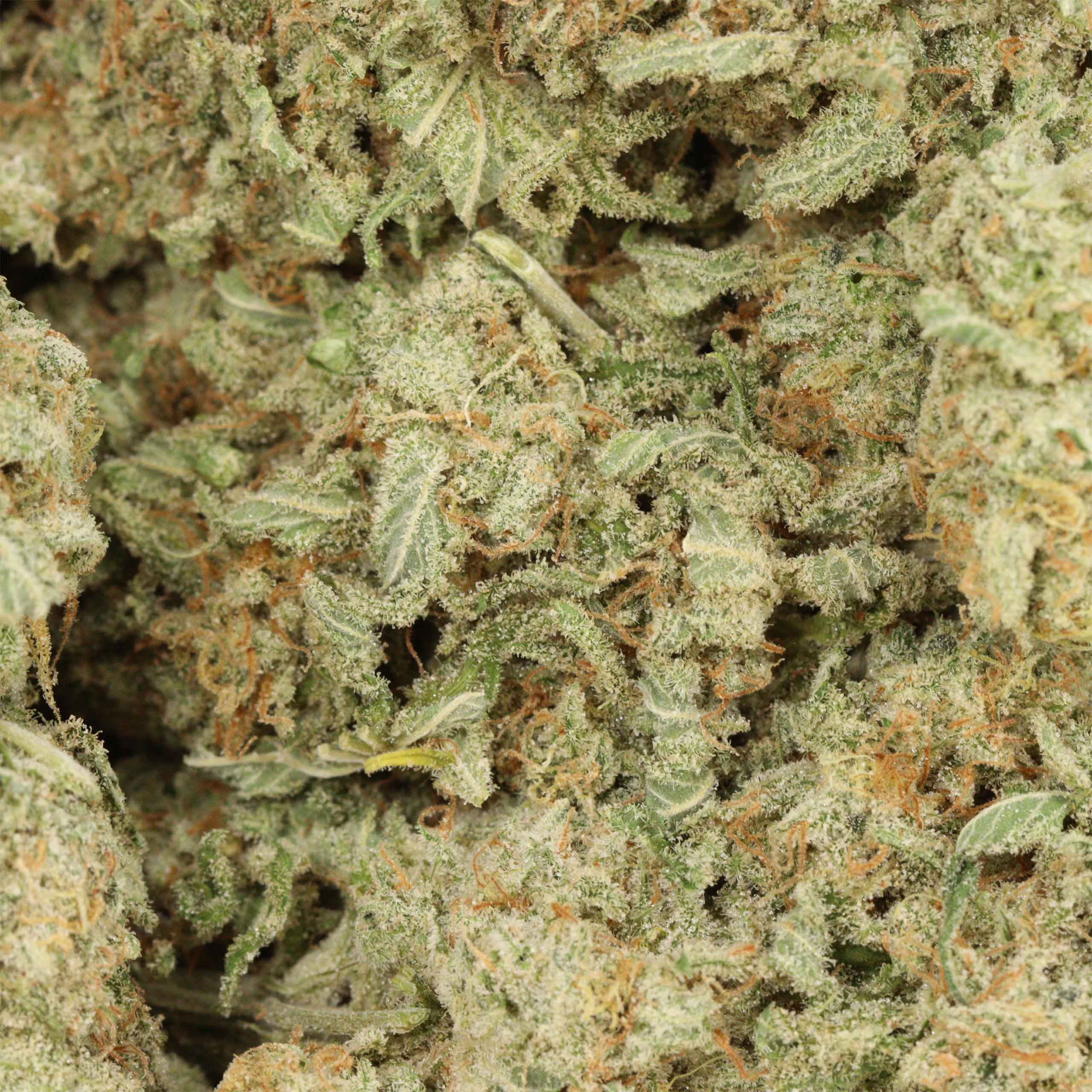 Girl Scout Cookies THCa Flower
