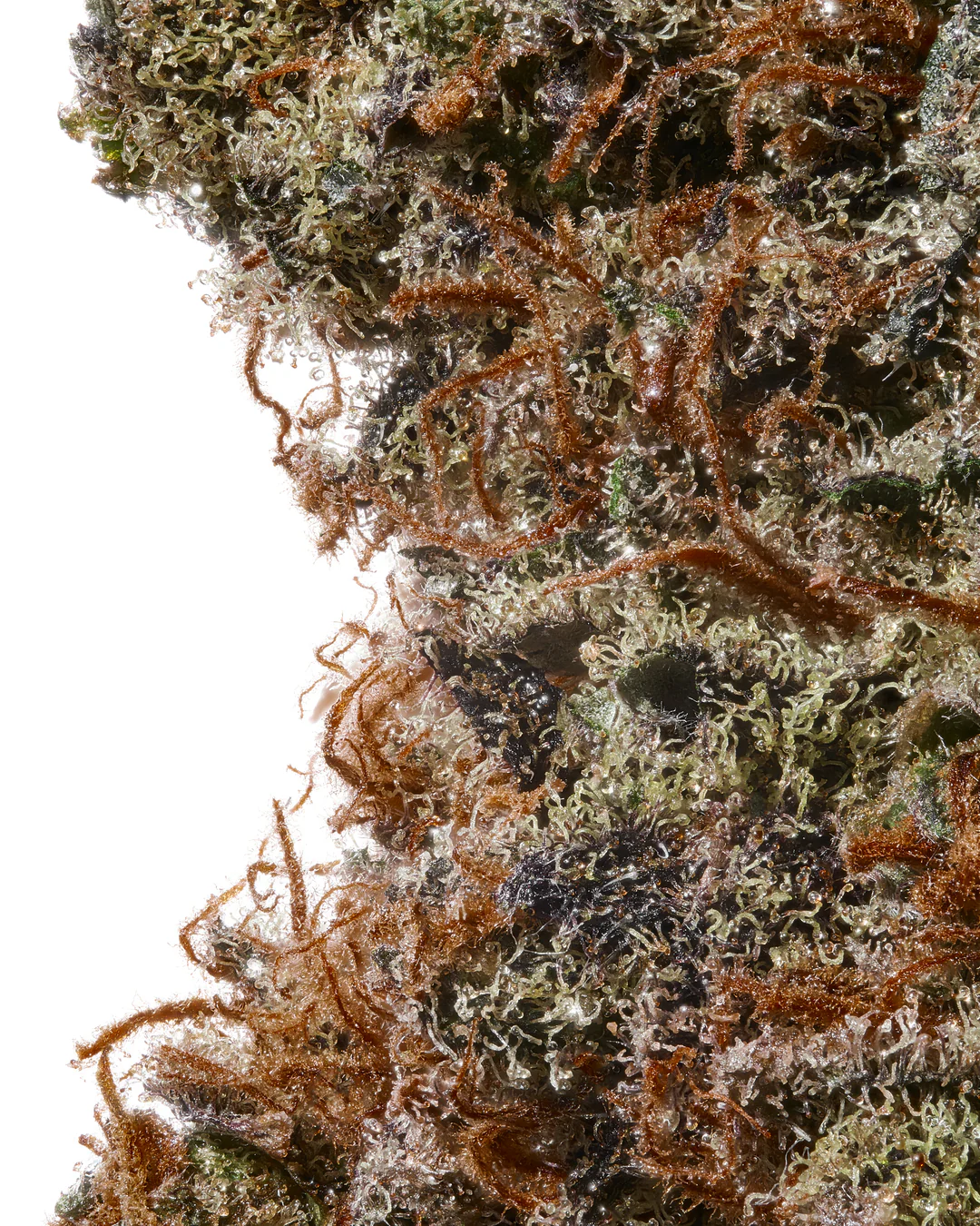 Wedding Cake THCA Flower
