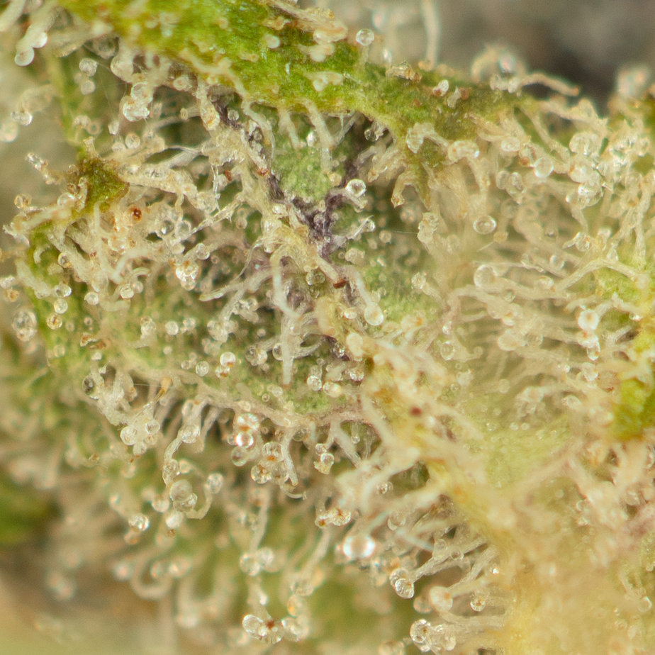 Ice Cream Cake THCa Flower