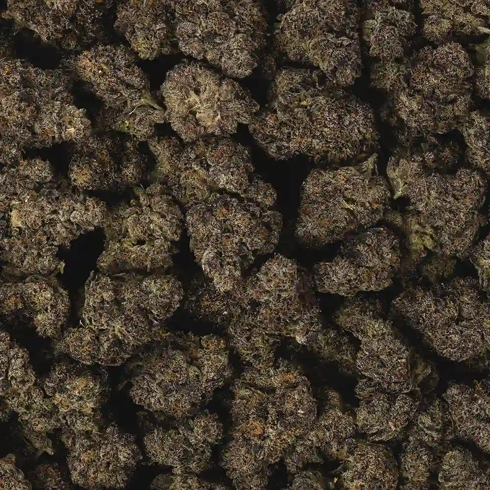 RS11 (Rainbow Sherbet #11) THCa Flower