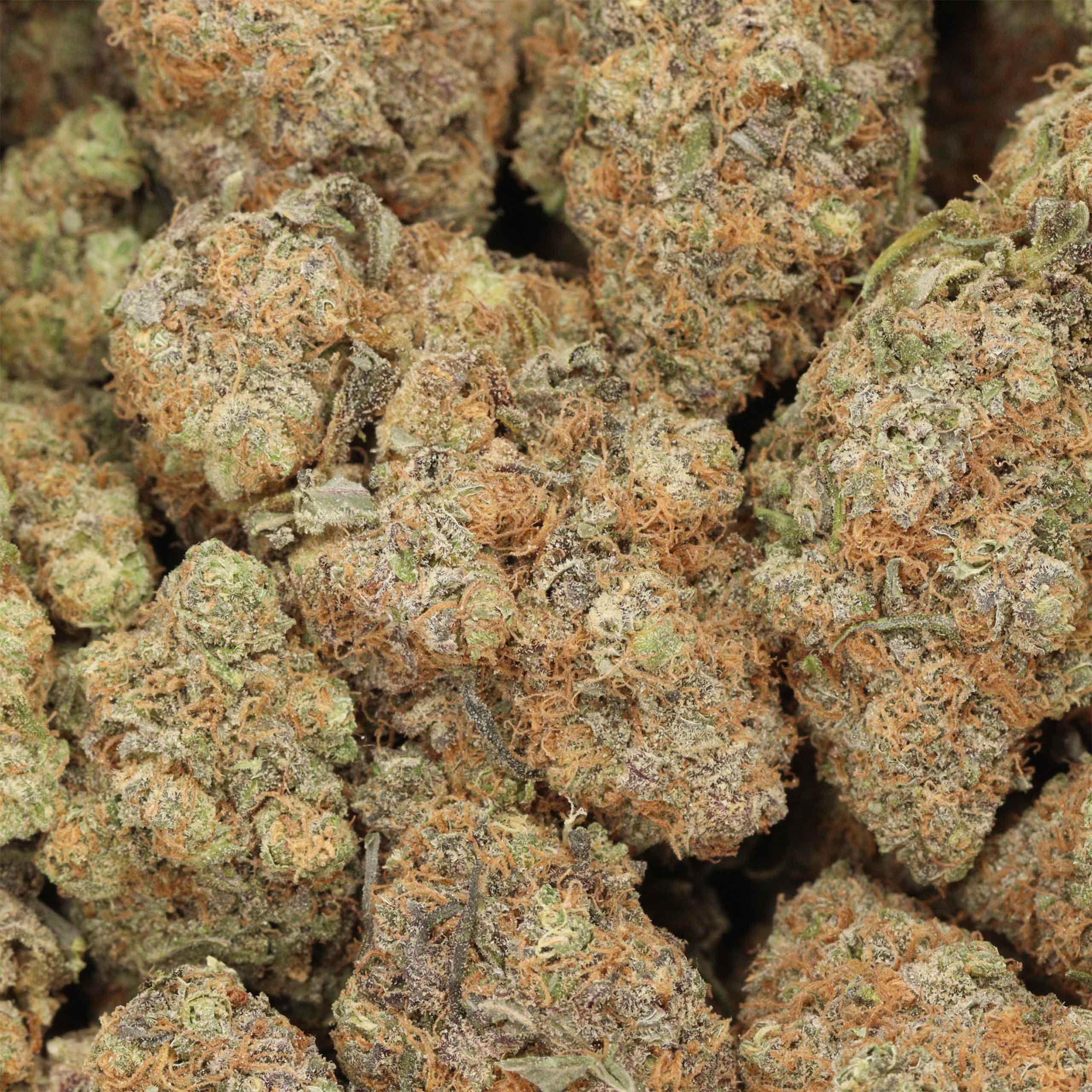 Thin Mint Girl Scout Cookies (Thin Mint) THCa Flower