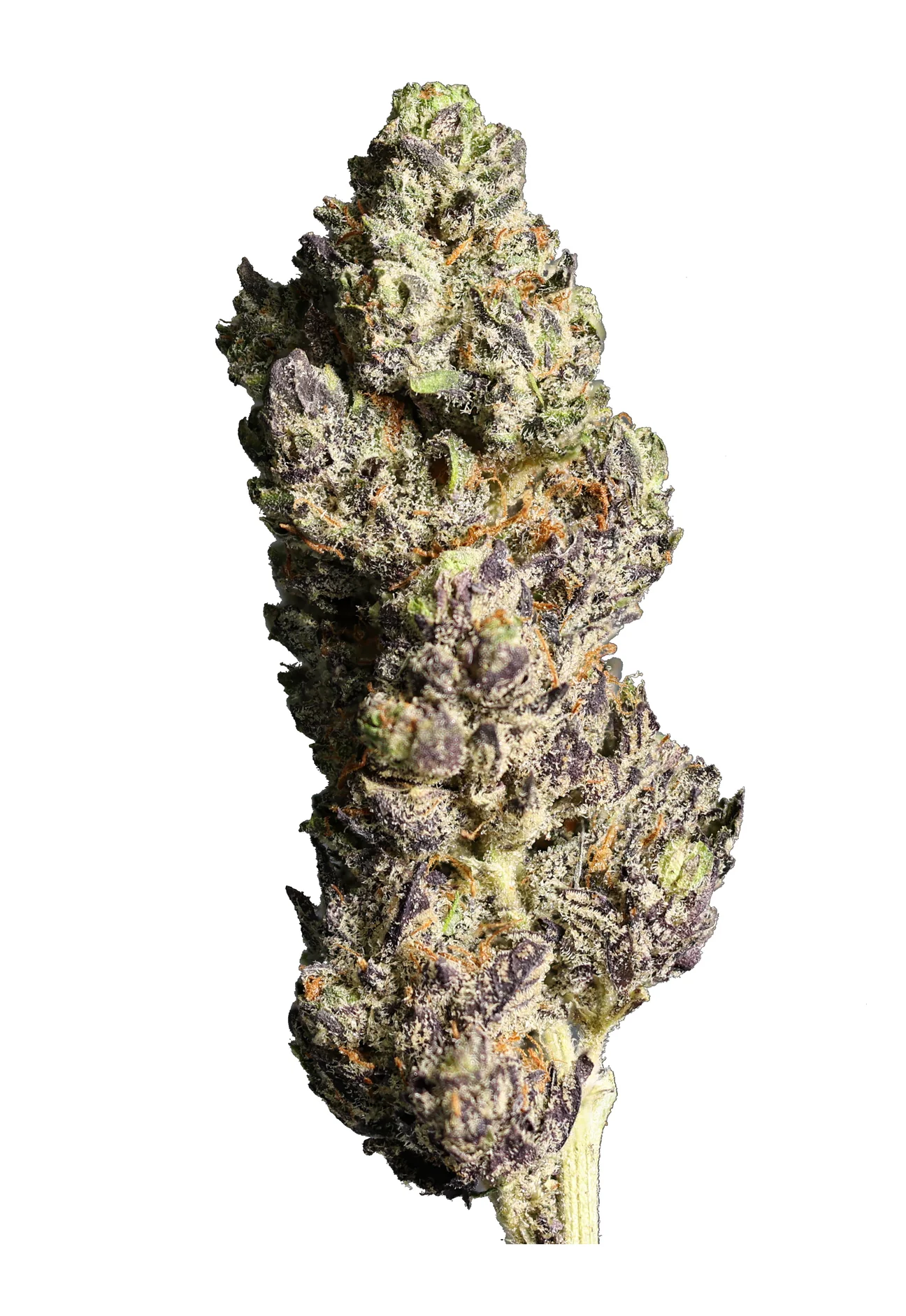 White Truffle THCa Flower